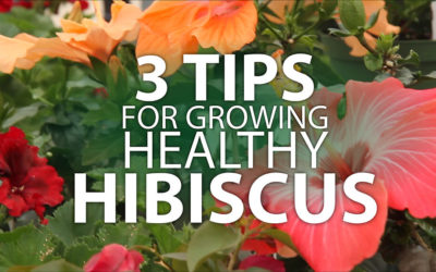 Growing a Healthy Hibiscus
