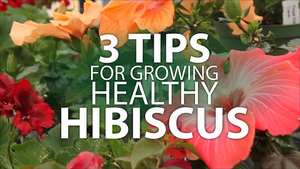 Growing a Healthy Hibiscus