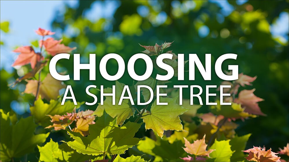 Choosing a Shade Tree