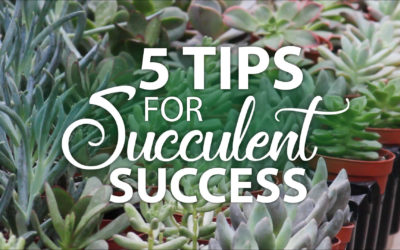 5 Tips for Succulent Success