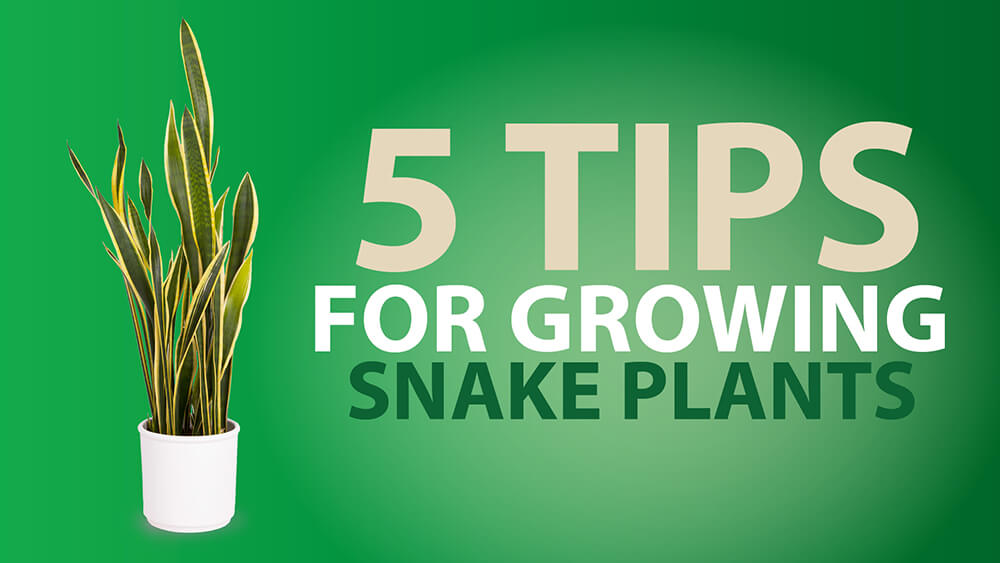 5 Tips For Growing Snake Plants