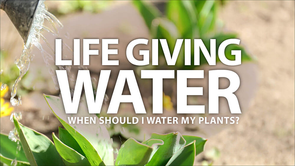 Life Giving Water