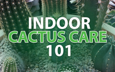 Indoor Cactus Care 101