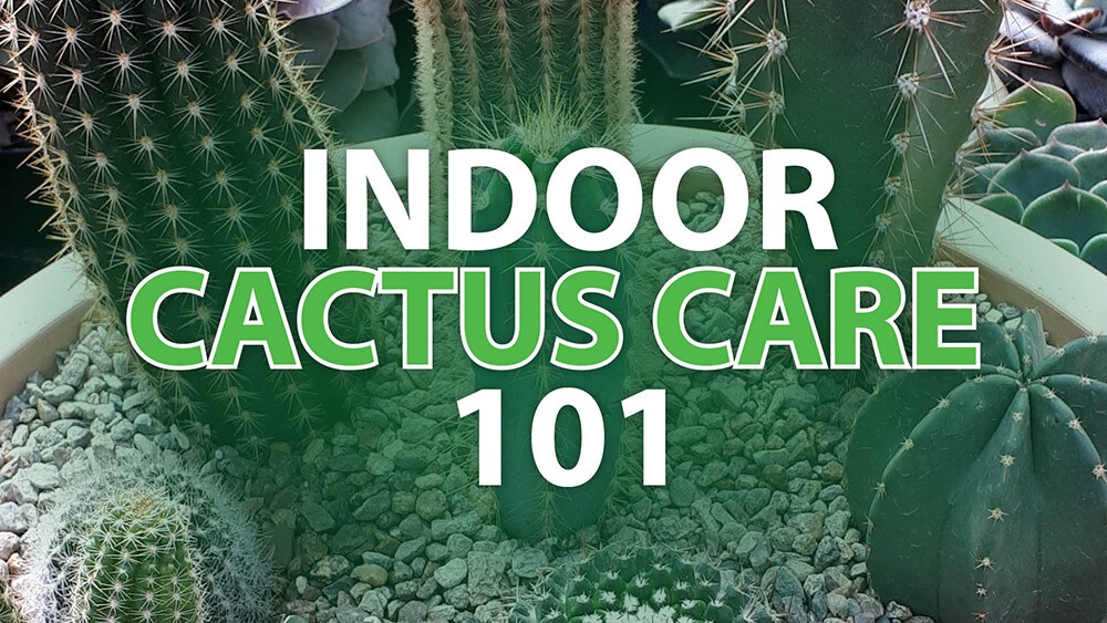 Indoor Cactus Care 101