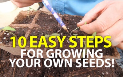 10 Easy Steps for Growing Your Own Seeds!