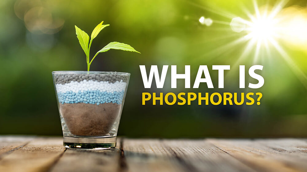 What is Phosphorus?