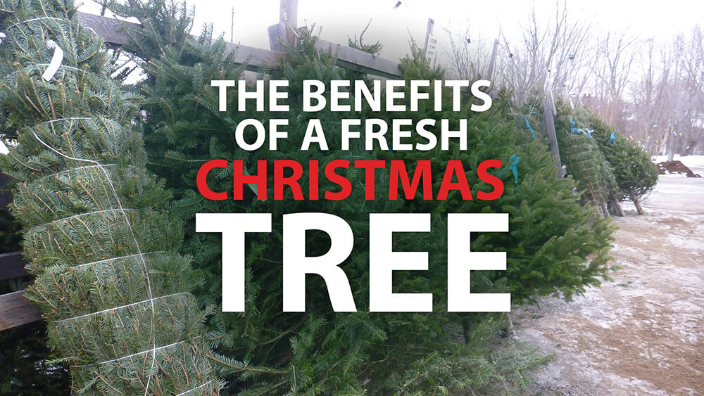 The Benefits of A Fresh Christmas Tree