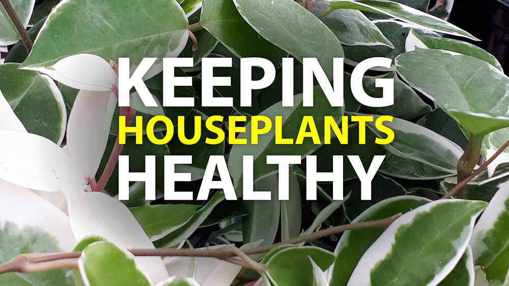 Keeping Houseplants Healthy